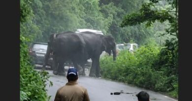 कोटद्वार हाईवे पर हाथियों का आतंक, तीन वाहन क्षतिग्रस्त, सड़क पर लगा लंबा जाम